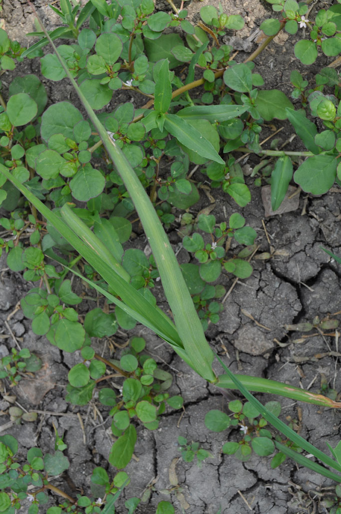 Trianthema portulacastrum